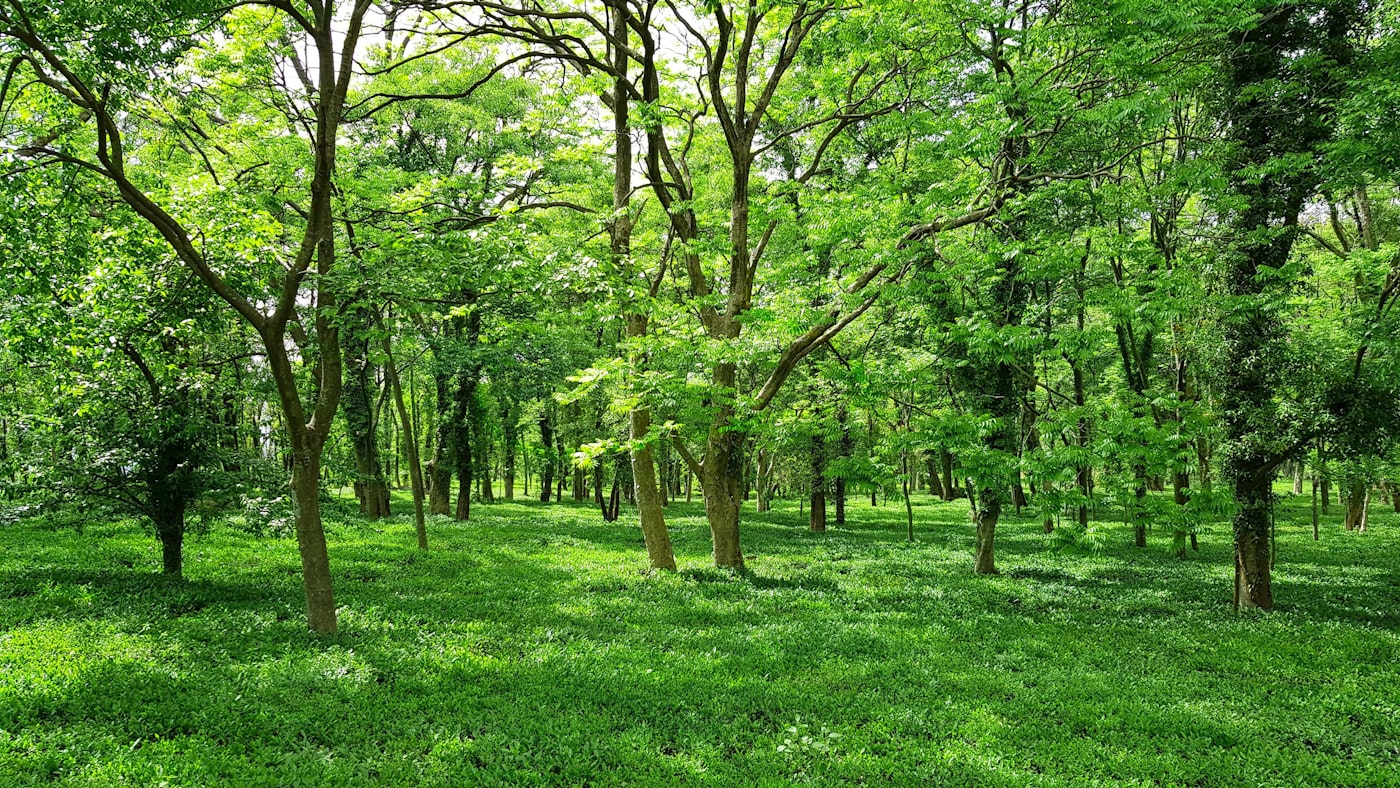Sunlight through a green forest