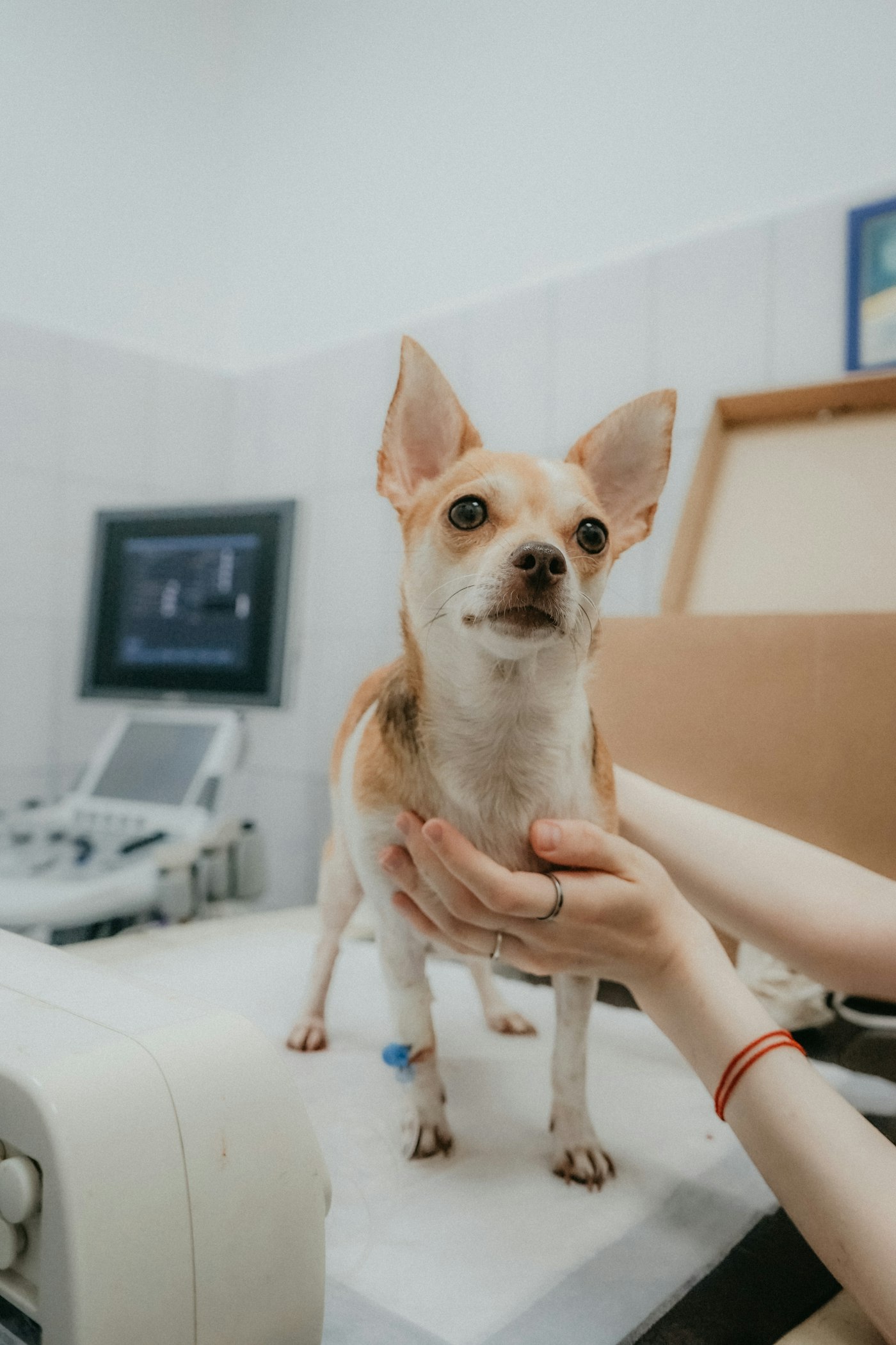 Vet examining a puppy at a veterinary clinic